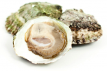 platte oesters bij viswinkel De Vistafel