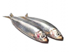 sardines bij viswinkel De Vistafel